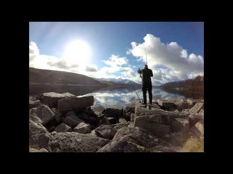 Loch Etive - Spurdogs from the shore