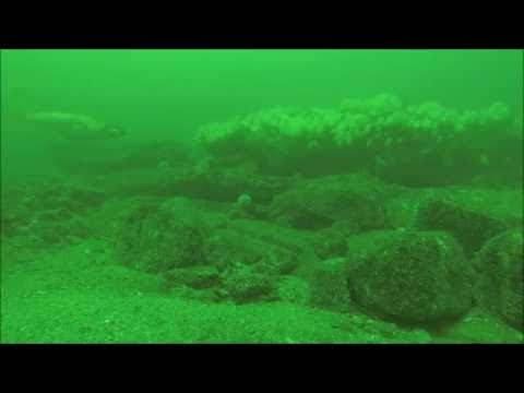 Cod on the reefs off Dunbar