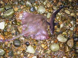 A shore caught spurdog and thornback ray from Loch Etive