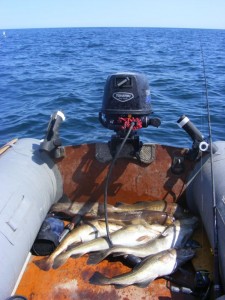 Summer codling taken close inshore from my inflatable, fishing near Cove, Aberdeenshire