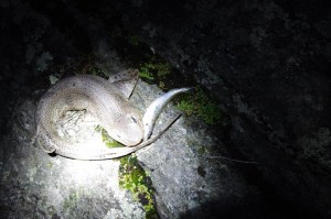 This dogfish took a whiting that had already hooked itself on my bait