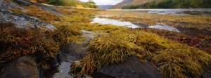 Seaweed on the shoreline of Loch Leven