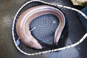 Conger eel from Laga Bay, Loch Sunart