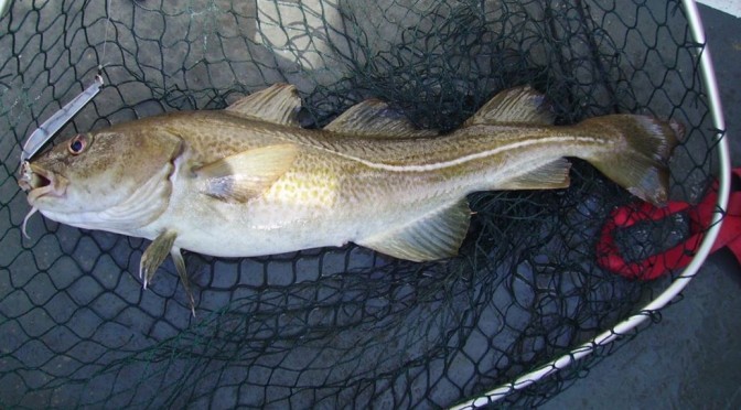 A nice cod from Dunbar