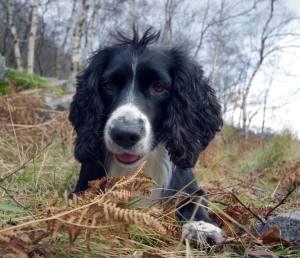 Bonnie stick hunting on Etive