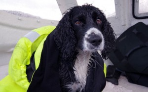 A-wet-and-rather-unhappy-Bonnie-dog