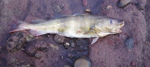 My first fish of 2014 - a plump little codling from Arbroath