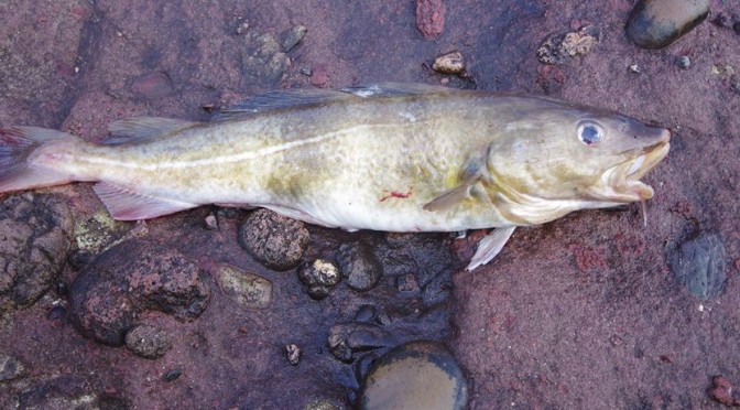 My first fish of 2014 - a plump little codling from Arbroath