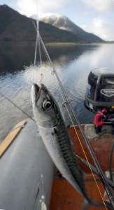 Not just a summer fish - a mackerel taken with snow on the hills