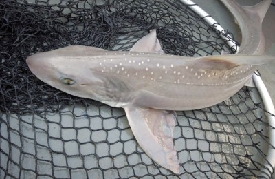 A modest sized smoothound caught in Wigtown Bay in May 2014