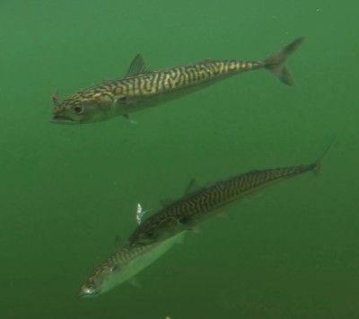 Underwater shot of a group of mackerel taken on mylar lures