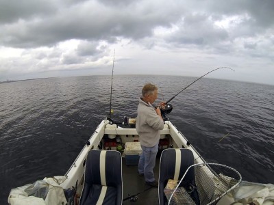 A small ling heads for the boat