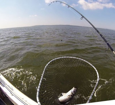 Safely in the Net - and it's a nice Galloway Bass for Dinner