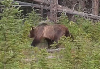 The only grizzly bear we saw - captured on a camera phone