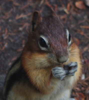 Feed Me! - a campsite visitor