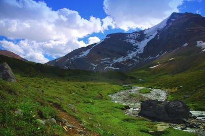 Lush greenery thriving above the tree line