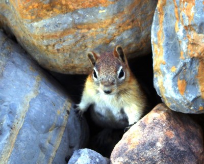 A rather defiant looking rodent keeps watch