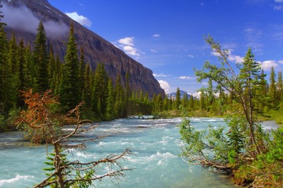 The icy Robson River tearing through the forest