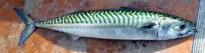 Mackerel - A very pretty fish when you take the time to look at it, fresh from the sea