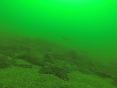 A Pollack swims over a reef 50 feet down off Dunbar