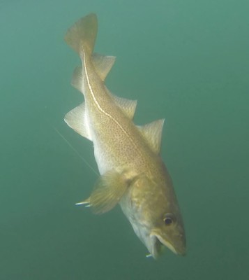 A small codling tries to escape after swallowing a large artificial shad completely