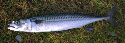 Mackerel in December - from the shore