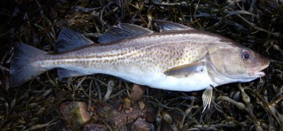 A more respectable codling