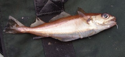 A poor cod from Loch Leven