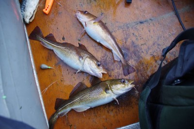 Threesome of small codling