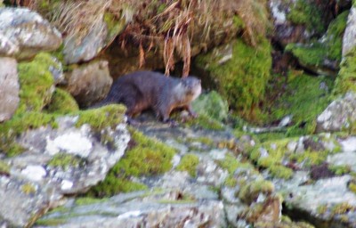 Rather blurry image of an otter