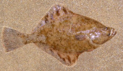 A fairly plump spring flounder