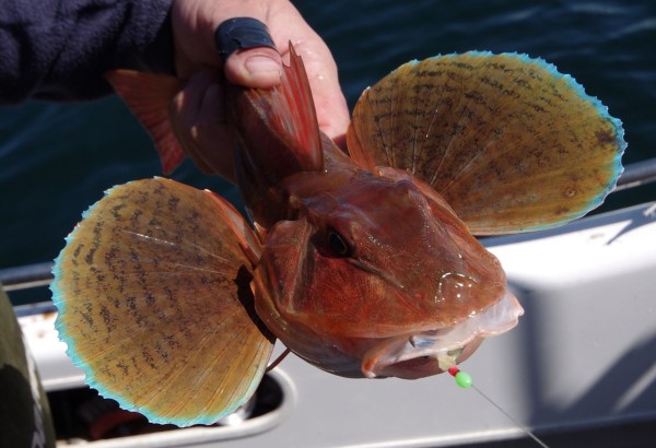 Pretty Tub gurnard