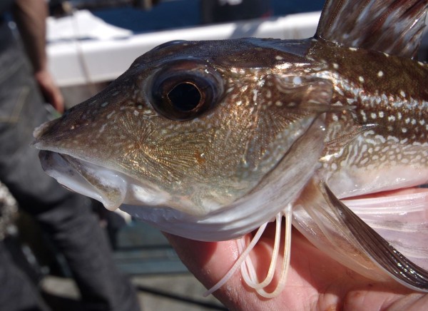 Well armoured Grey gurnard