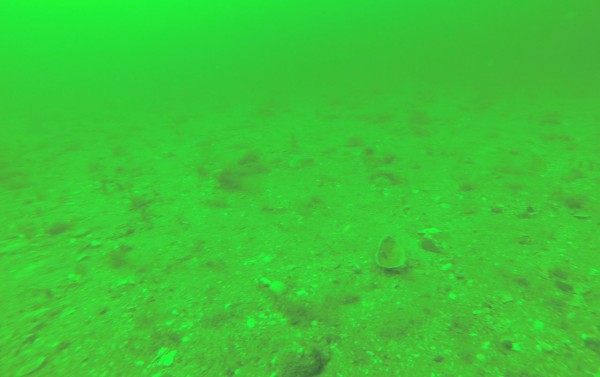 Port William seabed