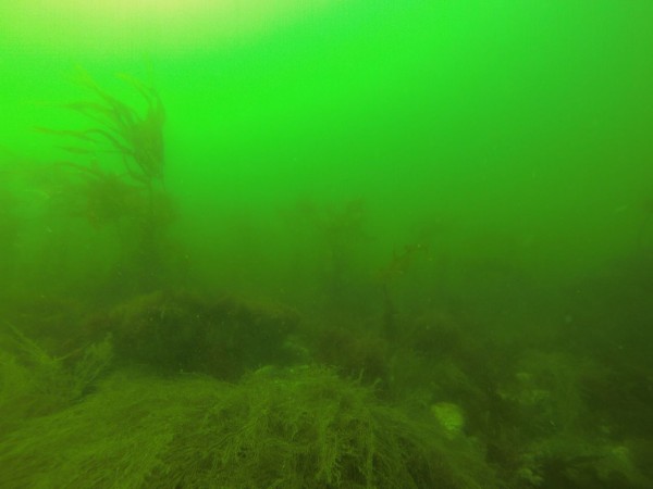 Shallow reef in Luce Bay