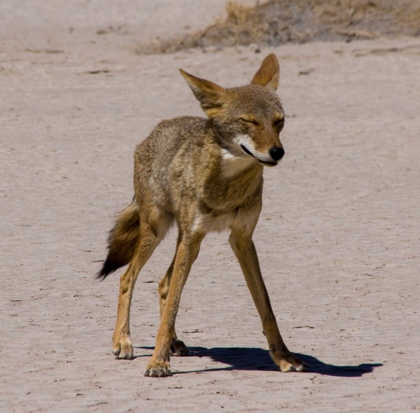 Hot and hungry coyote, Death Valley NP