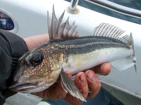 Nice Grey Gurnard