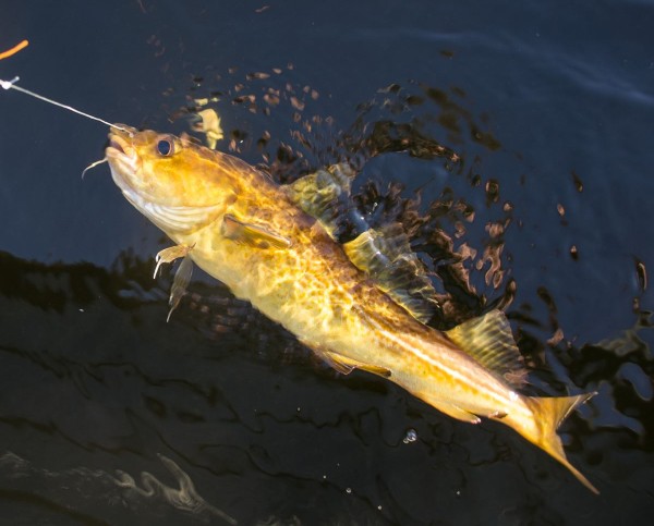 Golden coloured codling from Loch Etive