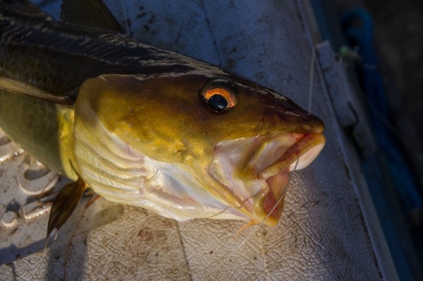 Small golden coloured cod