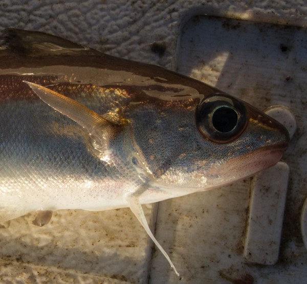 Pretty little thing - poorcod head and shoulders