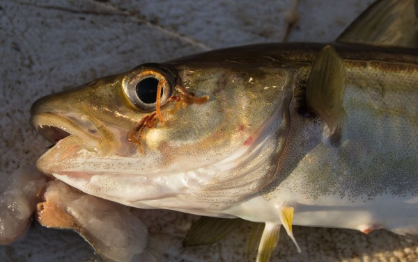 Parasitic worms on an Etive whiting