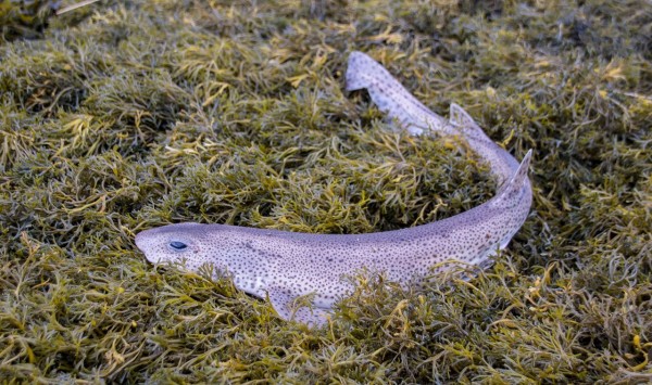 Nicely marked lesser spotted dogfish from Loch Leven