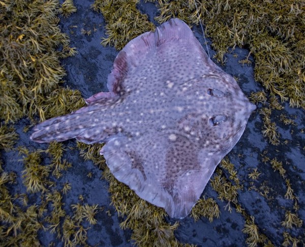 Small shore caught ray from Loch Leven - without a tail