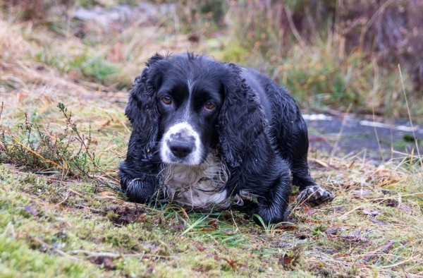 Bonnie focussed on sticks