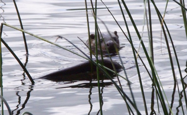 And one of its resident otters