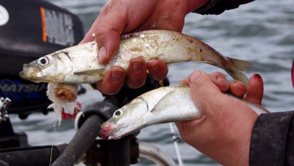 Galloway tarpon, aka herring, aka baitfish