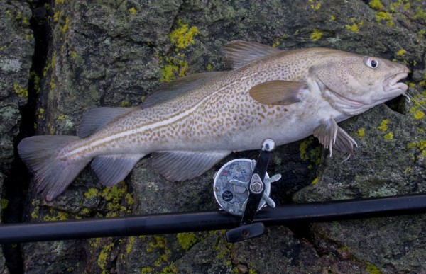 A plump codling from Aberdeen