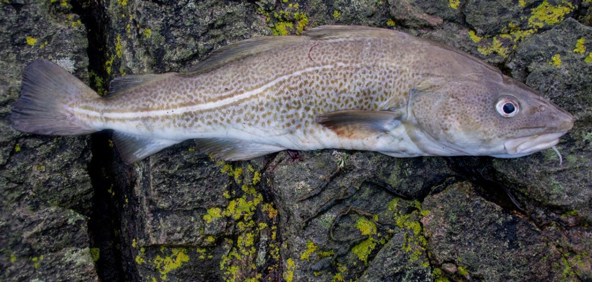 A nice winter codling