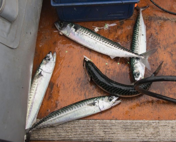 Mackerel - on a snowy day in January