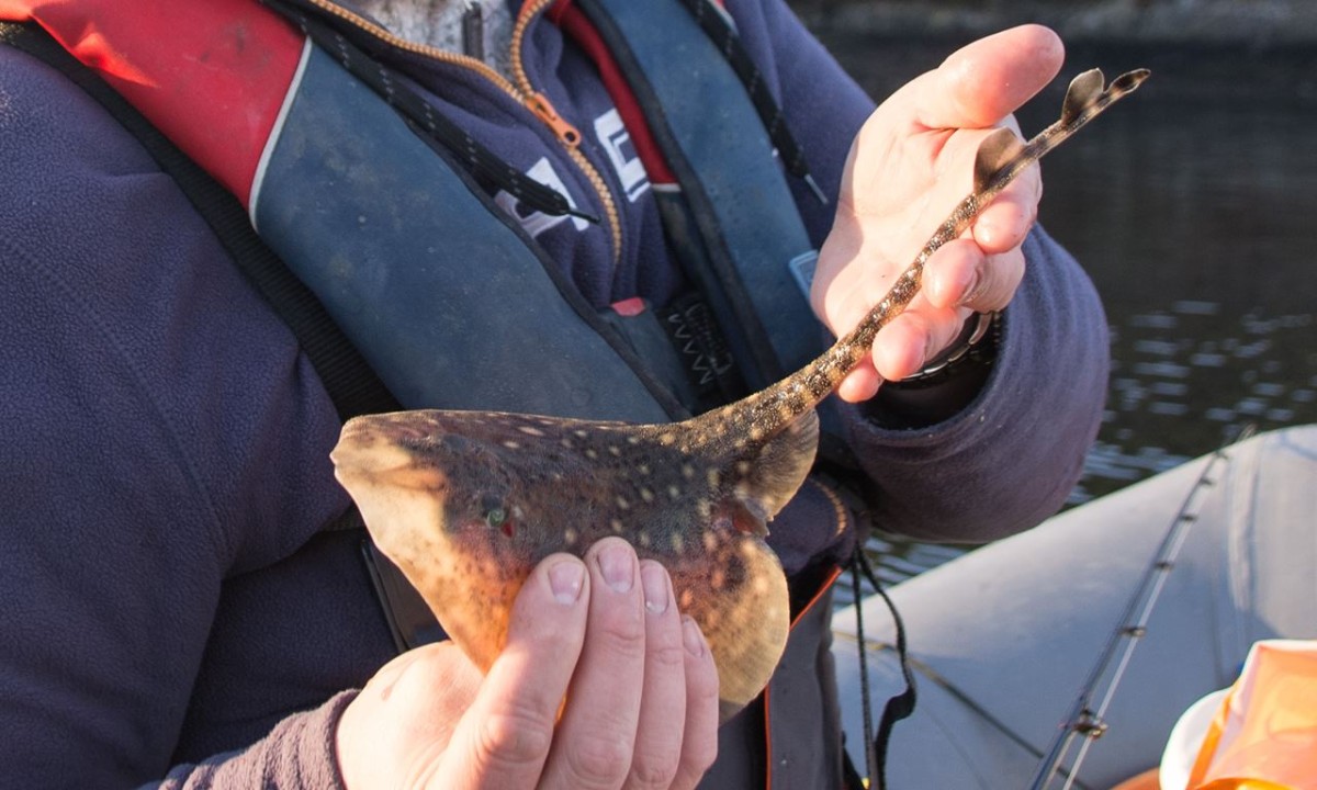 A baby thornback ray from Loch Leven